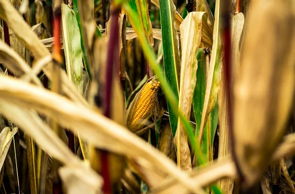fpo corn